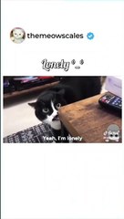 Funny Cats Compilation PART - 2 - Adorable Cats' Hilarious Moments Caught on Camera!