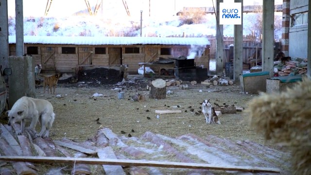 Russia: corsa contro il tempo per salvare i cani randagi dall'eutanasia