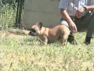 Le Bouledogue Francais