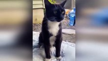 New Funny Animals 2024  Funniest Cats and Dogs