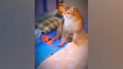 You Laugh You Lose  Funniest Cats and Dogs  Part 27