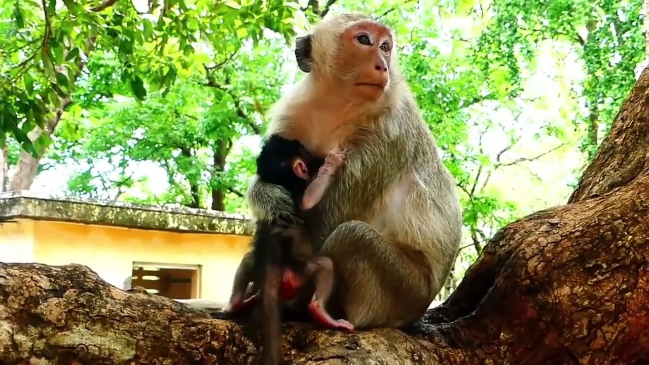 Sarah decided to bring newborn baby to the ground with full of hungriness, baby look so adorable (720p_25fps_H264-192kbit_AAC)