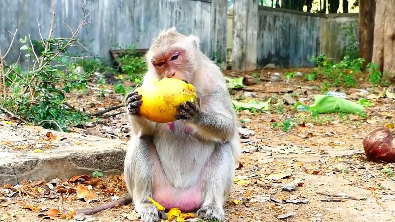Sarah Is Really Hungry And Tries Hard To Eat Mango (720p_25fps_H264-192kbit_AAC)