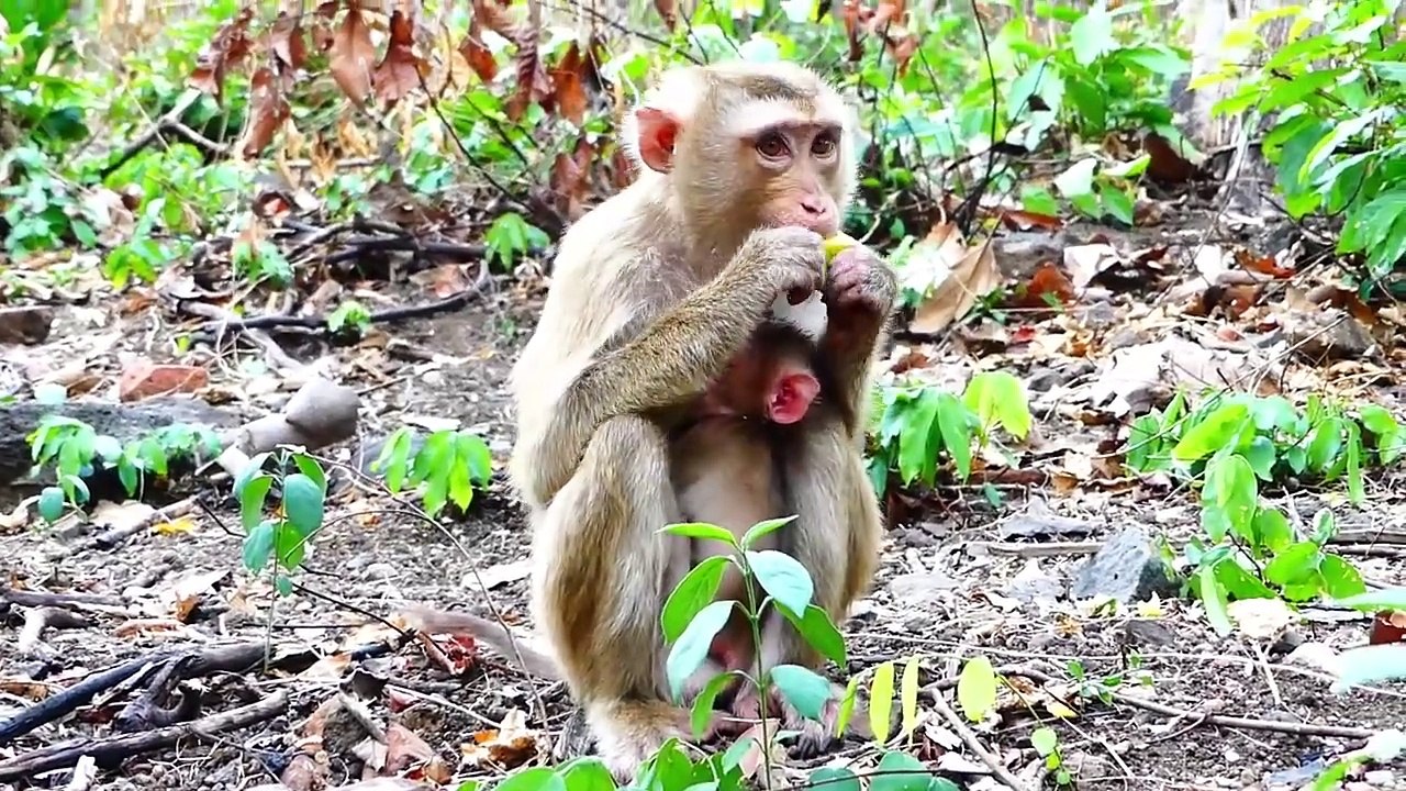 Sarika Mother Looking For Foods Harder With Baby In Chest (720p_25fps_H264-192kbit_AAC)