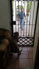 Dog Causes Chaos When Favorite Person Arrives