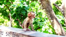 Saro Hurt...Small Monkey Bites Saro, Saro Runs Rapidly To Look For Mother Sarika To Help (720p_25fps_H264-192kbit_AAC)