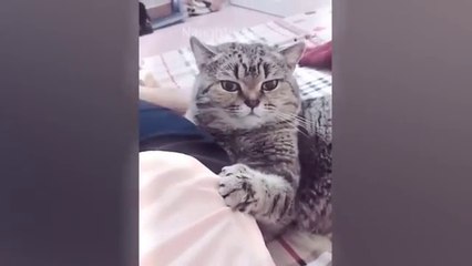 You Laugh You Lose  Funniest Cats and Dogs  Part 16