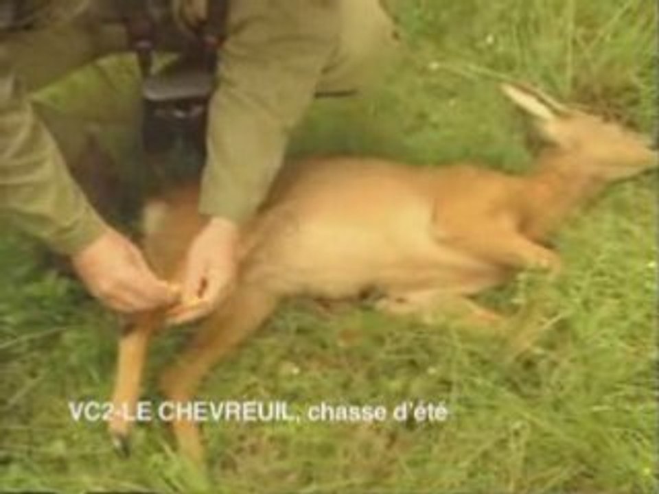 Le chevreuil