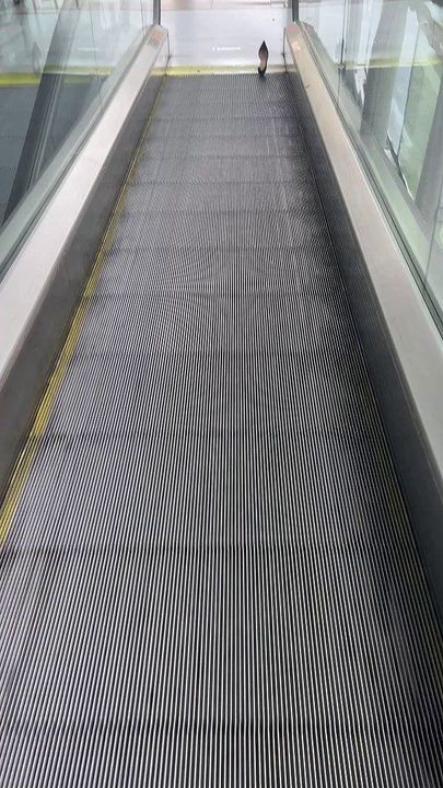 Shoe Stuck In The Moving Sidewalk