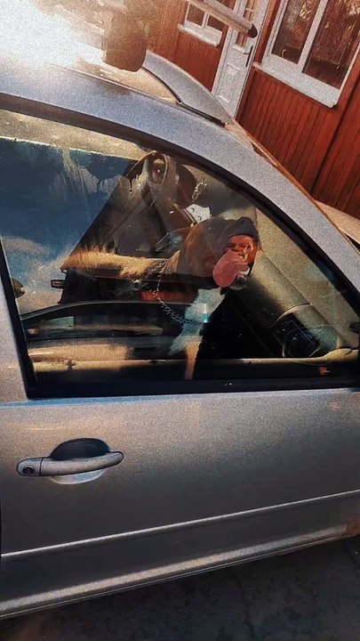 Car Windows Taste Delicious