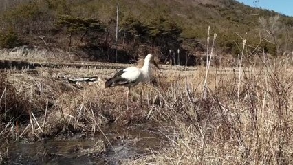 6년 만에 돌아온 황새.."빼앗긴 들판" / YTN