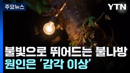 불빛으로 뛰어드는 불나방...원인은 '감각 이상' / YTN