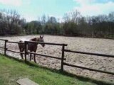 équitation éthologique, descendre de cheval en sécurité