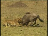 Le Monde Secret des Animaux : Le Monde Feroce des Predateurs : Lions, Guepards, Leopards