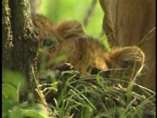 Le Monde secret des Animaux : Les Petits Animaux sauvages