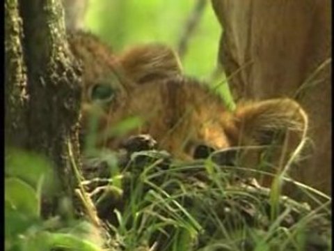 Le Monde secret des Animaux : Les Petits Animaux sauvages