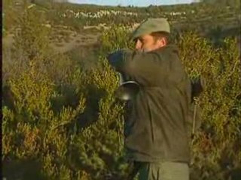 Le Sanglier aux Chiens courants