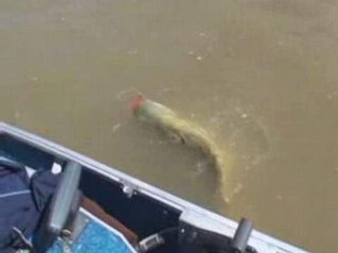 Le Silure aux Leurres