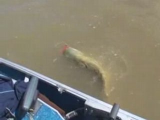 Le Silure aux Leurres