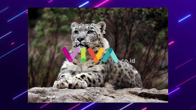 Macan Tutul Salju Langka Nongol di Afghanistan