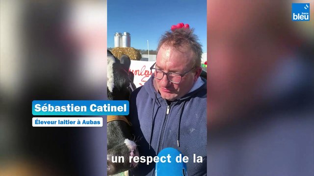 On veut des preuves d'amour : des éleveurs laitiers manifestent avec une vache pour être mieux payés