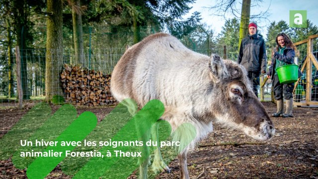 Un hiver avec les soignants du parc animalier Forestia, à Theux