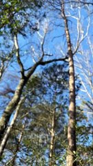 Stray Cat Rescued From Tree