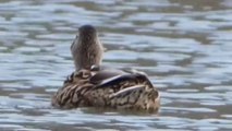 beautiful ducks | ducks landing | ducks hunting