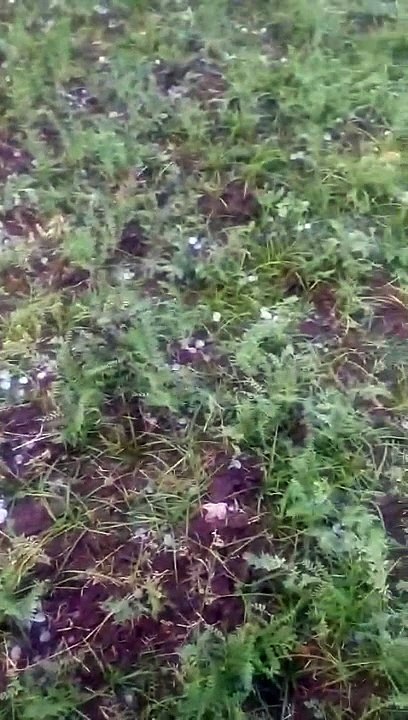 जबलपुर में गिरे ओले, तेज बारिश से बढ़ी ठंड - दे...