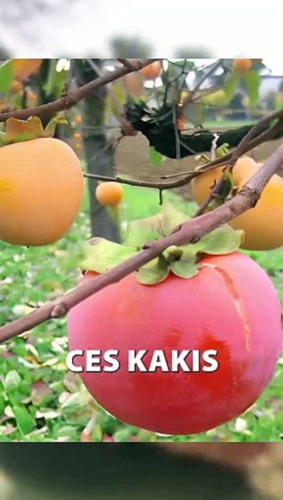 Pourquoi le KAKI PAS MURE provoquent une sensation DESAGREABLE ?!