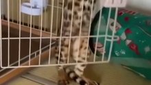 Funny cat vs dog videos #shorts #reels #fbreels #cats #funny #funnycats #animals #funnyvideo