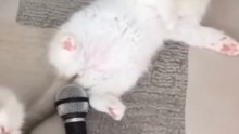 Funny Cat-Accidentally farted不小心放了個屁#shorts