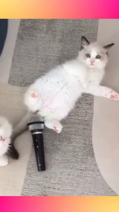 Funny Cat-Accidentally farted不小心放了個屁#shorts