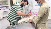 Ghar par cat kesy trim krain  how to trim your cat’s hair  Best trimmer for Cat  Cat’s hair Fall