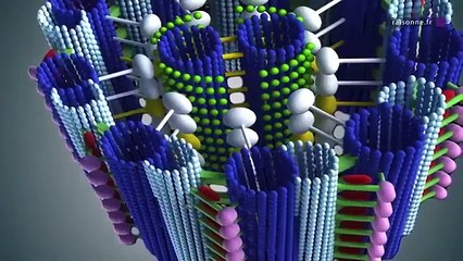 La création par l'évolution ?