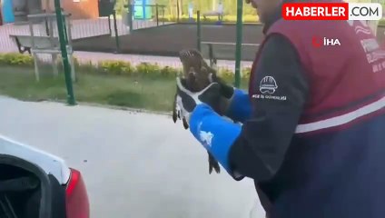 Pendik'te yaralı atmaca tedavi edildi