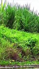 Mancing kita pakai media lumut part1