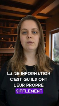 les infos insolites sur les Dauphins