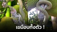 คู่ปรับตลอดกาล ! งูเขียวกินตุ๊กแก คราวนี้ไม่กินตับแต่เขมือบทั้งตัว
