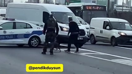 Tilki otobana çıktı, trafiği birbirine kattı