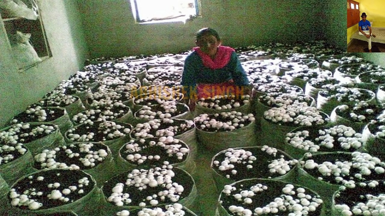button-mushroom-or-20000--720p