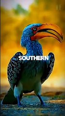 The Southern Yellow-billed Hornbill!