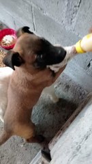 Puppy Helps Baby Goat Feed From Bottle