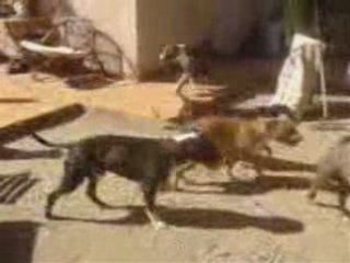 Les chiens - 3 Avril 2008