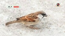 house sparrow chirping - sound effect | sparrow bird sounds