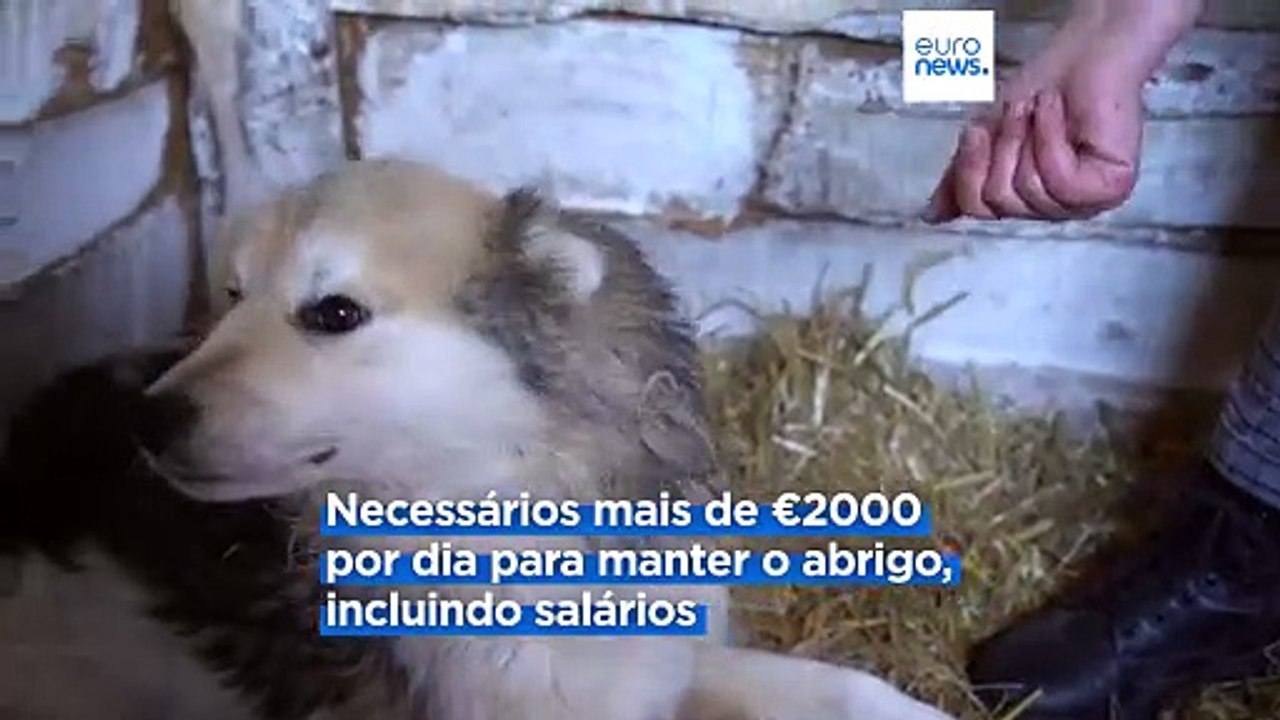 Rússia: corrida contra o tempo para salvar cães vadios da eutanásia