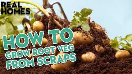 How To Grow Root Vegetables From Scraps | Real Homes