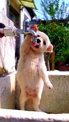 Cute Puppy Drinking water