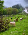 Green Mountain Scene Captivating Goats