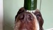 A Very Patient Cocker Spaniel Balances a Cucumber on Her Head